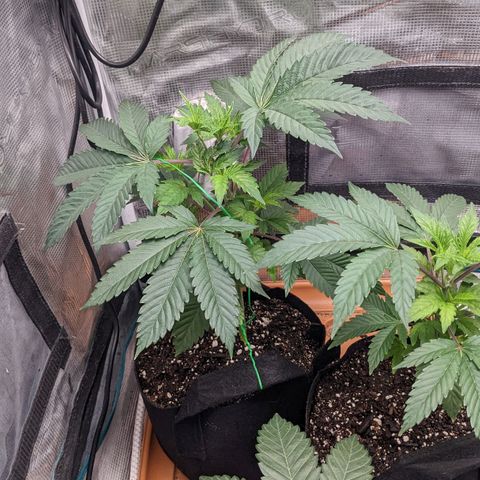 Apple Candies growlog photo: Light water. Transplant tomorrow 