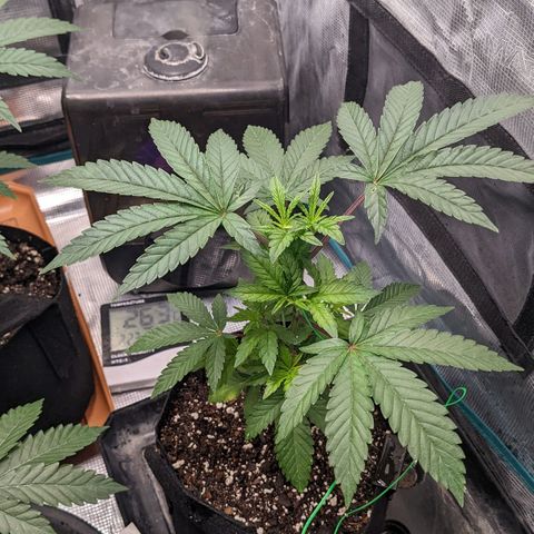 Apple Candies growlog photo: Light water. Transplant tomorrow 