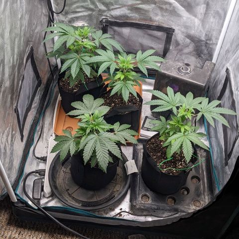 Apple Candies growlog photo: Light water. Transplant tomorrow 