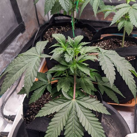 Apple Candies growlog timeline photo