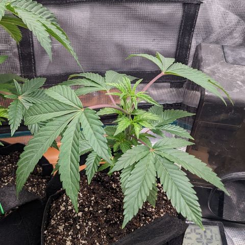 Apple Candies growlog timeline photo