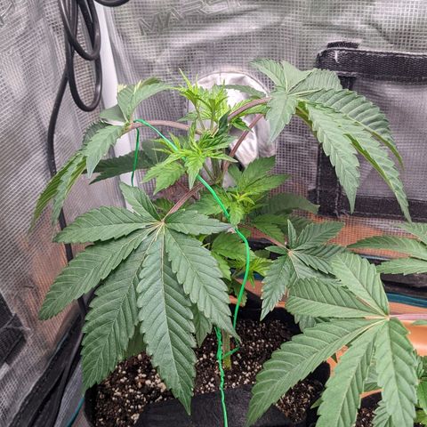 Apple Candies growlog timeline photo