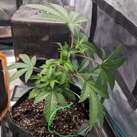 Apple Candies growlog timeline photo