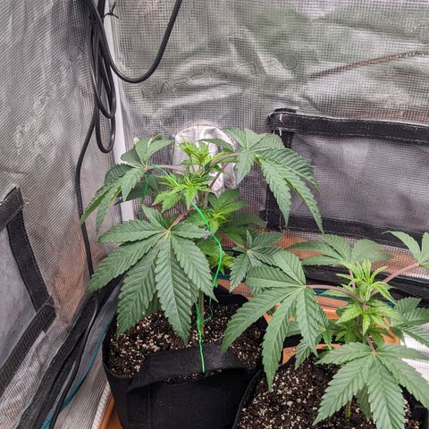 Apple Candies growlog timeline photo