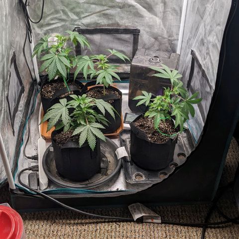 Apple Candies growlog timeline photo