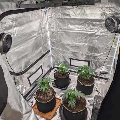Apple Candies growlog photo: Transplant 3 to 5 gallon 1 to a 3 gallon