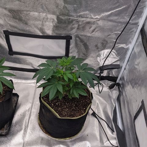 Apple Candies growlog photo: Transplant 3 to 5 gallon 1 to a 3 gallon