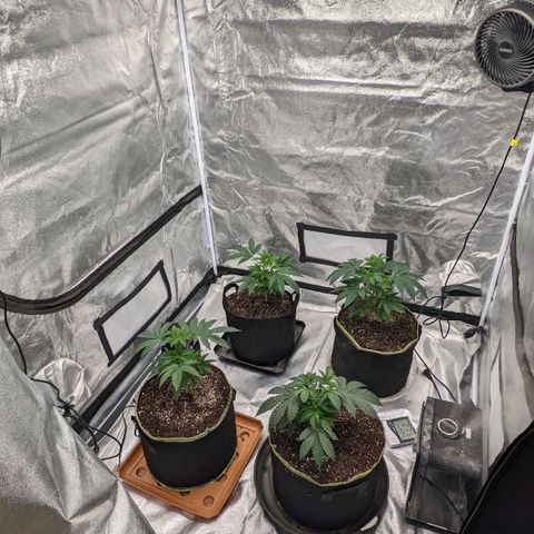 Apple Candies growlog photo: Transplant 3 to 5 gallon 1 to a 3 gallon