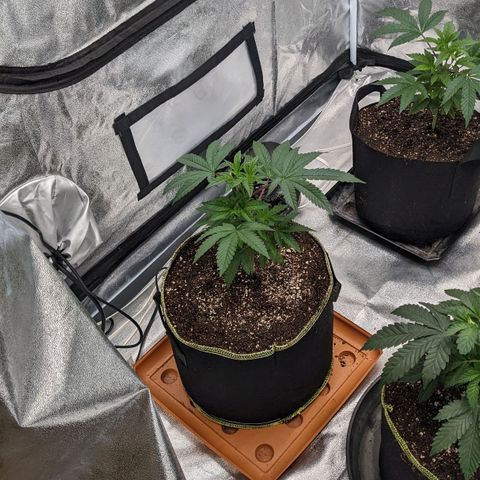 Apple Candies growlog photo: Transplant 3 to 5 gallon 1 to a 3 gallon