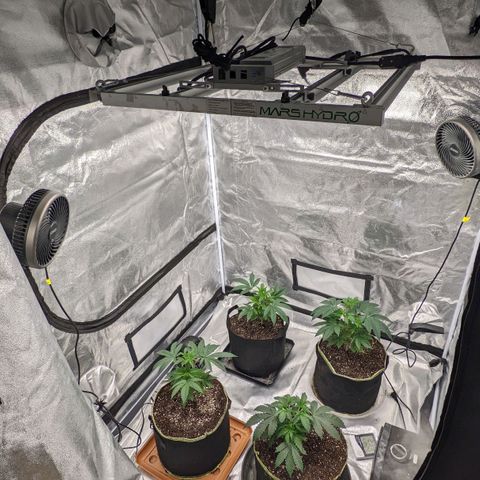 Apple Candies growlog photo: Transplant 3 to 5 gallon 1 to a 3 gallon