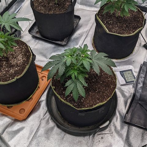 Apple Candies growlog photo: Transplant 3 to 5 gallon 1 to a 3 gallon