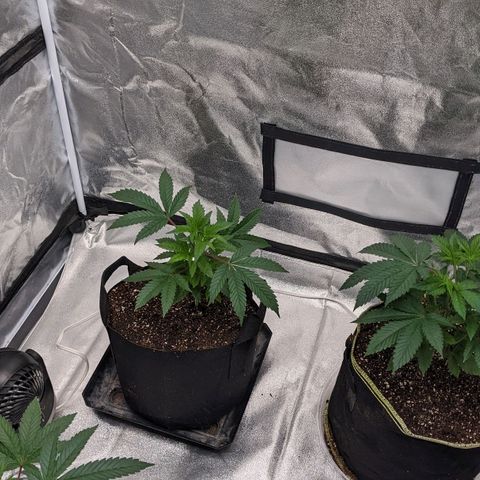 Apple Candies growlog photo: Transplant 3 to 5 gallon 1 to a 3 gallon