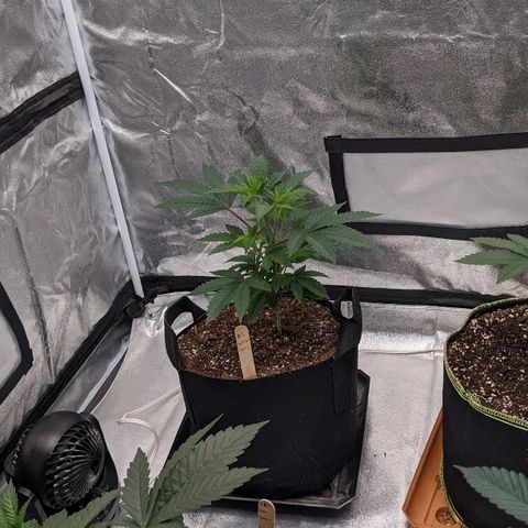 Apple Candies growlog photo: Sprayed top soil 70% humidity 