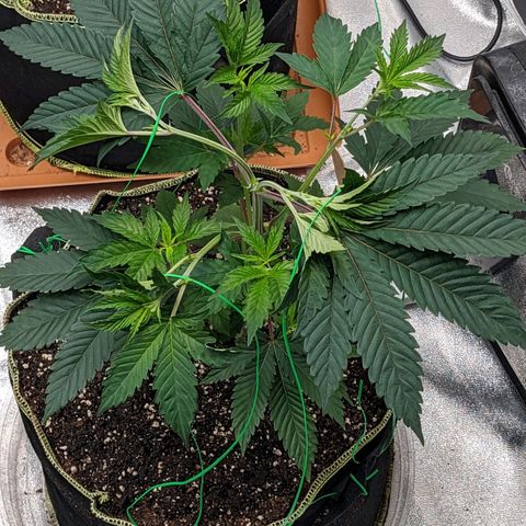 Apple Candies growlog photo: Sprayed top soil 70% humidity 