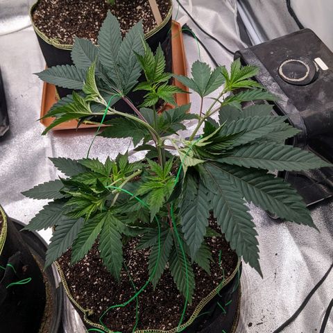 Apple Candies growlog photo: Sprayed top soil 70% humidity 
