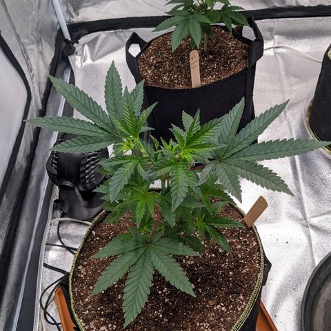 Apple Candies growlog photo: Sprayed top soil 70% humidity 
