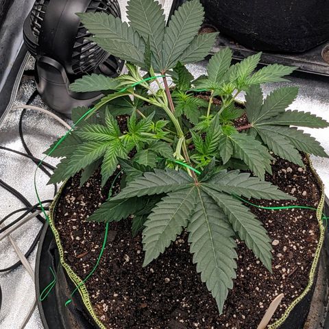 Apple Candies growlog photo: Sprayed top soil 70% humidity 