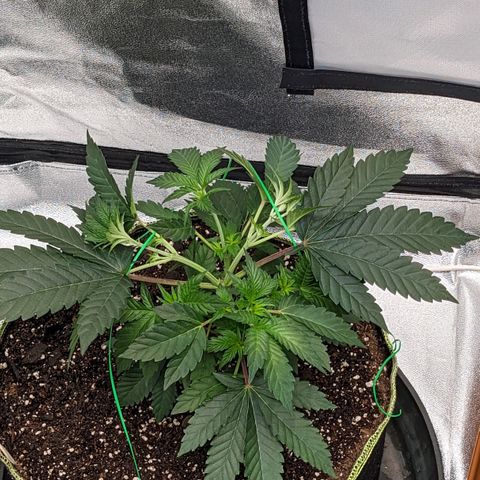 Apple Candies growlog photo: Sprayed top soil 70% humidity 