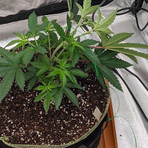 Apple Candies growlog photo: Sprayed top soil 70% humidity 