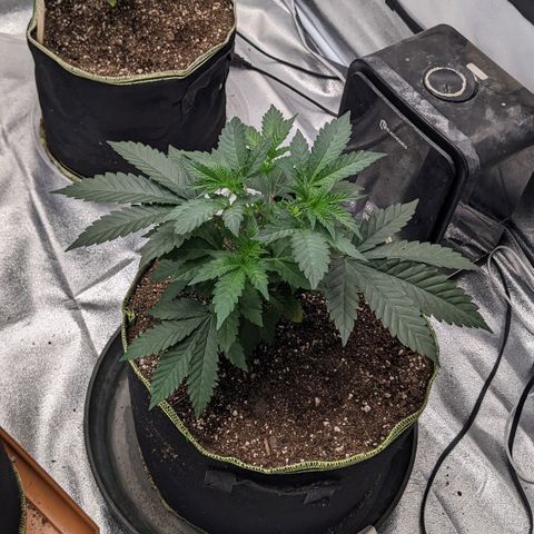 Apple Candies growlog photo: Sprayed top soil 70% humidity 