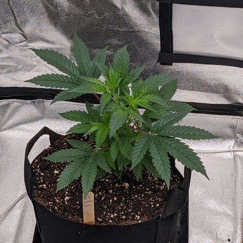 Apple Candies growlog photo: Sprayed top soil 70% humidity 