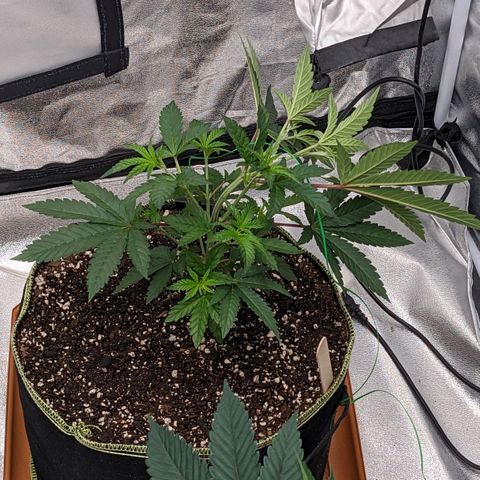 Apple Candies growlog photo: Sprayed top soil 70% humidity 