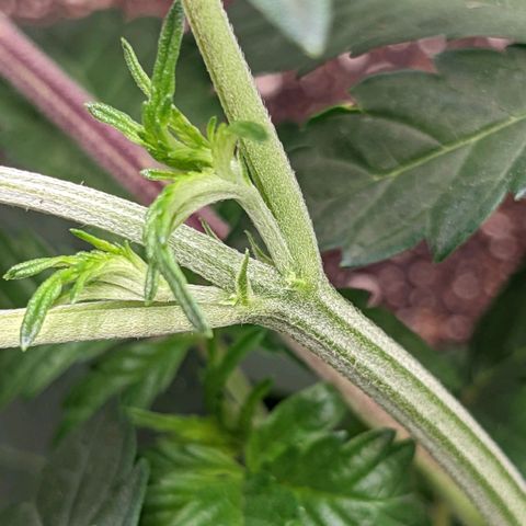 Apple Candies growlog photo: One showing small small sign of male. No water 