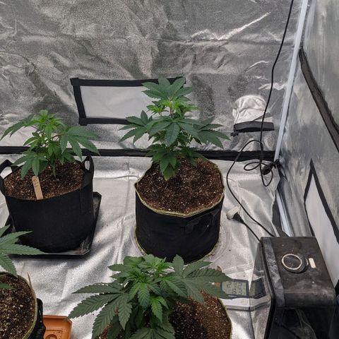 Apple Candies growlog photo: One showing small small sign of male. No water 