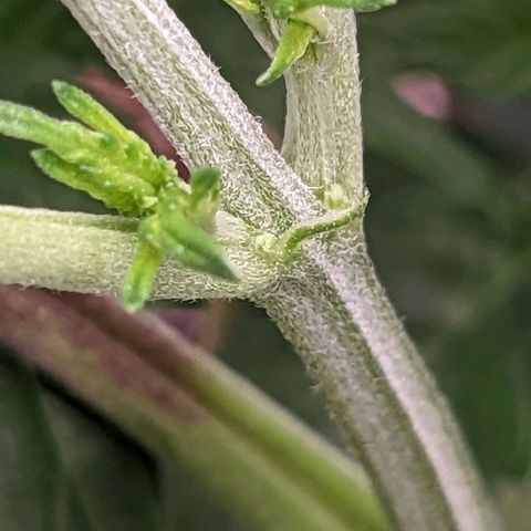 Apple Candies growlog photo: One showing small small sign of male. No water 