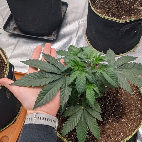 Apple Candies growlog photo: One showing small small sign of male. No water 