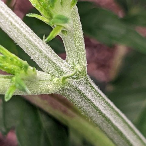 Apple Candies growlog photo: One showing small small sign of male. No water 