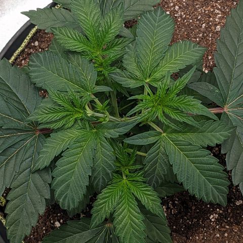 Apple Candies growlog photo: One showing small small sign of male. No water 
