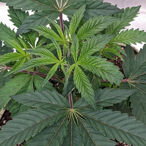 Apple Candies growlog photo: One showing small small sign of male. No water 