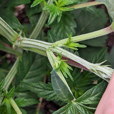 Apple Candies growlog photo: One showing small small sign of male. No water 