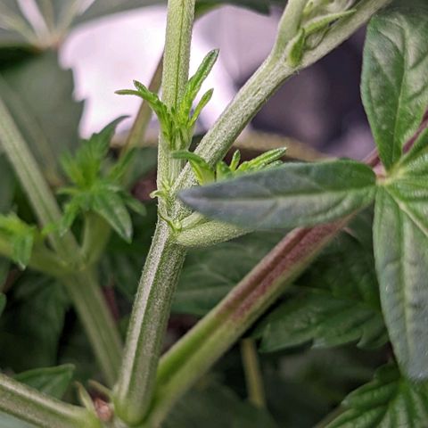 Apple Candies growlog photo: One showing small small sign of male. No water 