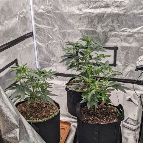 Apple Candies growlog timeline photo