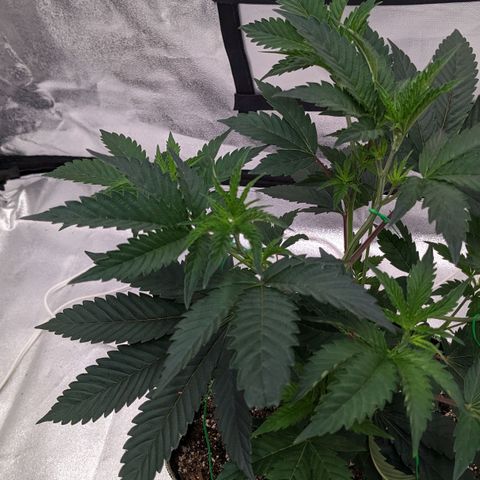 Apple Candies growlog timeline photo