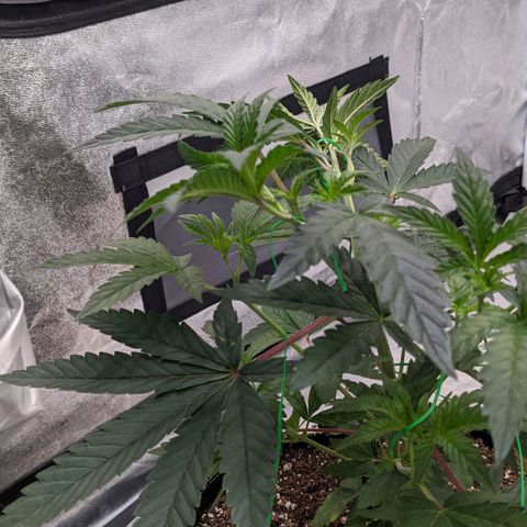 Apple Candies growlog timeline photo