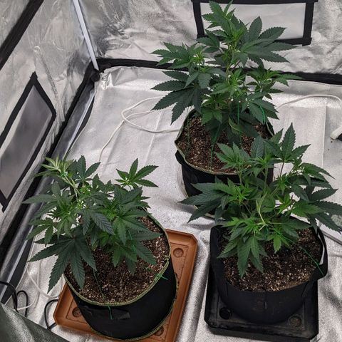 Apple Candies growlog timeline photo