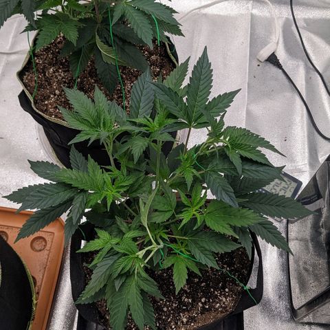 Apple Candies growlog timeline photo