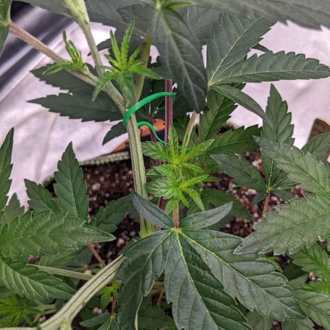 Apple Candies growlog timeline photo
