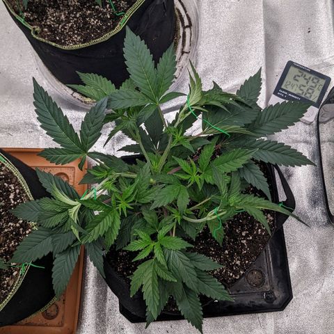 Apple Candies growlog timeline photo