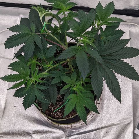 Apple Candies growlog timeline photo