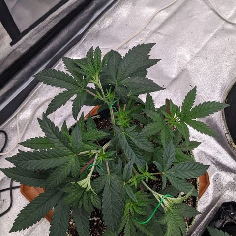 Apple Candies growlog timeline photo