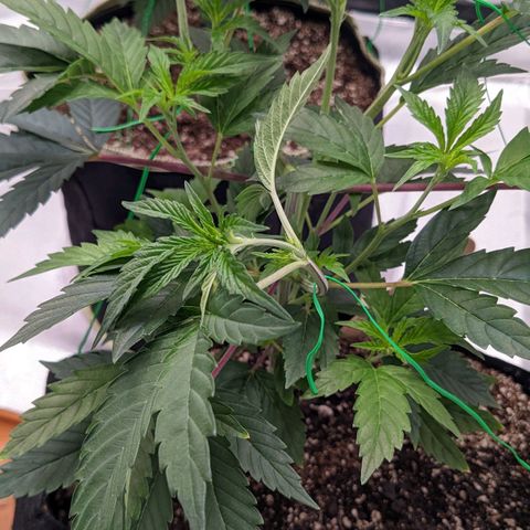 Apple Candies growlog timeline photo