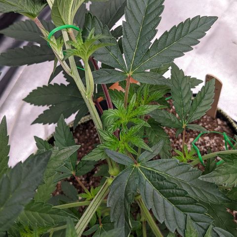 Apple Candies growlog timeline photo