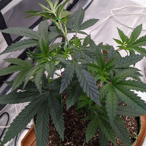 Apple Candies growlog timeline photo