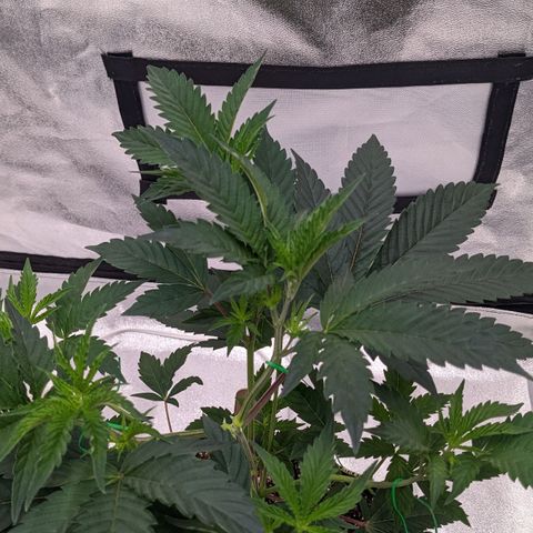 Apple Candies growlog timeline photo