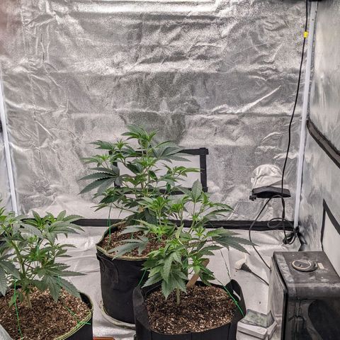 Apple Candies growlog timeline photo
