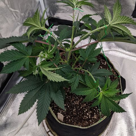 Apple Candies growlog photo: Light water 